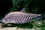 Royal Featherback, knifefish, (Chitala blanci), Osteoglossiformes, Notopteridae, AABV05P02_04