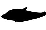 Royal Featherback Silhouette, knifefish, (Chitala blanci), Osteoglossiformes, Notopteridae, logo, shape