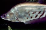 Royal Featherback, knifefish, (Chitala blanci), Osteoglossiformes, Notopteridae