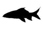 Red Tail Shark Silhouette, (Epalzeorhynchos bicolor), Perciformes, Centrarchidae, logo, shape