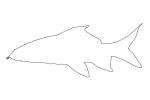 Red Tail Shark outline, Perciformes, Centrarchidae, (Epalzeorhynchos bicolor), line drawing, shape