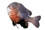 Longear Sunfish, (Lepomis megalotis), [Centrarchidae], Perciformes, photo-object, object, cut-out, cutout