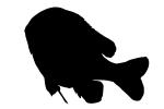 Longear Sunfish, (Lepomis megalotis), [Centrarchidae], Perciformes silhouette, logo, shape