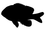 Longear Sunfish silhouette, (Lepomis megalotis), [Centrarchidae], Perciformes, logo, shape, AABV05P02_17M