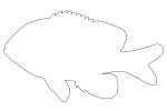 Longear Sunfish, (Lepomis megalotis), [Centrarchidae], Perciformes, outline, line drawing, shape, AABV05P02_17O