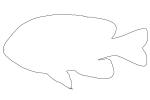 Longear Sunfish, (Lepomis megalotis), [Centrarchidae], Perciformes, outline, line drawing, shape, AABV05P02_18O