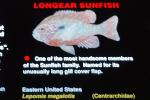 Longear Sunfish, (Lepomis megalotis), [Centrarchidae], Perciformes, AABV05P02_19