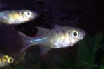Celebes Rainbowfish, (Marosatherina ladigesi), Atheriniformes, [Telmatherinidae], AABV05P03_01