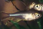 Celebes Rainbowfish, (Marosatherina ladigesi), Atheriniformes, [Telmatherinidae], AABV05P03_02
