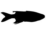 Celebes Rainbowfish Silhouette, logo, (Marosatherina ladigesi), Atheriniformes, [Telmatherinidae], shape, AABV05P03_02M