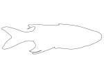 Celebes Rainbowfish, (Marosatherina ladigesi), Atheriniformes, [Telmatherinidae], AABV05P03_02O