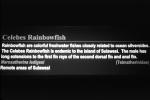 Celebes Rainbowfish, (Marosatherina ladigesi), Atheriniformes, [Telmatherinidae], AABV05P03_05