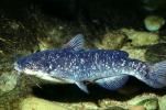 Spotted Bullhead catfish, Ameiurus serracanthus