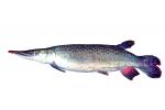 Pike Characin, Freshwater Barracuda, (Ctenolucius hujeta), Characiformes, Erythrinoidea, Ctenoluciidae, photo-object, object, cut-out, cutout