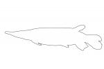 Pike Characin outline, Freshwater Barracuda, (Ctenolucius hujeta), Characiformes, Erythrinoidea, Ctenoluciidae, line drawing, shape, AABV05P04_12O