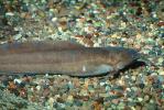 Angola Eel Catfish, (Channallabes apus), Siluriformes, Clariidae, AABV05P04_18