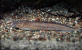 Angola Eel Catfish, (Channallabes apus), Siluriformes, Clariidae, AABV05P04_19