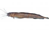 Angola Eel Catfish, (Channallabes apus), Siluriformes, Clariidae, photo-object, object, cut-out, cutout, AABV05P04_19F