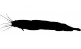 Angola Eel Catfish silhouette, logo, (Channallabes apus), Siluriformes, Clariidae, shape
