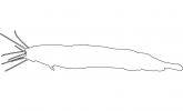 Angola Eel Catfish outline, line drawing, shape, AABV05P04_19O
