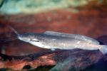 Angola Eel Catfish, (Channallabes apus), Siluriformes, Clariidae, AABV05P05_08