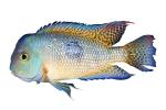 Cichlid [Cichlidae], photo-object, object, cut-out, cutout, AABV05P05_13F