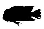 Cichlid, [Cichlidae] silhouette, logo, shape