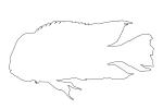 Cichlid [Cichlidae], outline, line drawing, shape