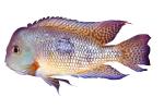Cichlid [Cichlidae], photo-object, object, cut-out, cutout, AABV05P05_14F
