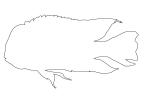 Cichlid [Cichlidae], outline, line drawing, shape, AABV05P05_14O