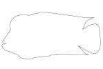 Red Devil outline, (Amphilophus labiatus), Perciformes, Cichlidae, Cichlasomatinae, Cichlid, line drawing, shape, AABV05P05_16O