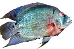 Cichlid [Cichlidae], photo-object, object, cut-out, cutout, AABV05P05_17F