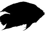 Cichlid [Cichlidae] silhouette, logo, shape