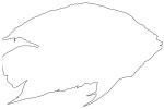 Cichlid [Cichlidae], outline, line drawing, shape, AABV05P05_17O