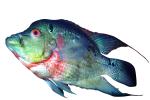 Cichlid [Cichlidae], photo-object, object, cut-out, cutout, AABV05P05_19F