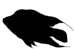 Cichlid [Cichlidae], logo silhouette, shape, logo