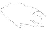 Cichlid [Cichlidae] outline, line drawing, shape, AABV05P05_19O