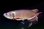 Australian Arowana, (Scleropages jardinii), freshwater bony fish, Osteoglossiformes, Osteoglossidae, Osteoglossinae, AABV05P06_11