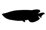 Australian Arowana Silhouette, (Scleropages jardinii), freshwater bony fish, Osteoglossiformes, Osteoglossidae, Osteoglossinae, shape, logo, AABV05P06_11M