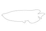 Australian Arowana outline, line drawing, shape, AABV05P06_11O