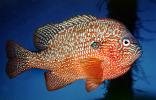 Longear Sunfish, (Lepomis megalotis), [Centrarchidae], Perciformes, AABV05P06_19