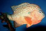 Longear Sunfish, (Lepomis megalotis), [Centrarchidae], Perciformes, AABV05P07_01