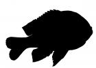 Longear Sunfish, (Lepomis megalotis), [Centrarchidae], Perciformes, Silhouette, logo, shape