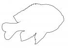 Longear Sunfish outline, line drawing, shape