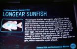 Longear Sunfish, (Lepomis megalotis), [Centrarchidae], Perciformes, AABV05P07_05