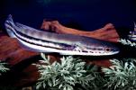 Snakehead, freshwater perciforme