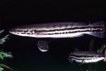 Snakehead, freshwater perciforme, AABV05P07_10