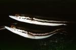 Snakehead, freshwater perciforme, AABV05P07_12