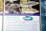 Snook (Centropomus undecimalis)