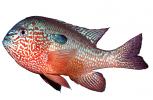 Longear Sunfish, (Lepomis megalotis), [Centrarchidae], Perciformes, photo-object, object, cut-out, cutout, AABV05P08_15F